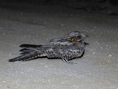 Caprimulgus ruficollis