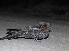 Caprimulgus ruficollis