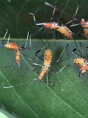 Heteroptera
