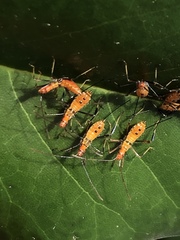 Heteroptera