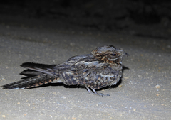 Caprimulgus ruficollis