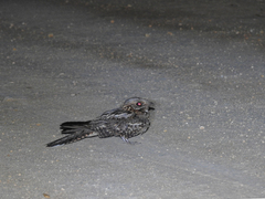 Caprimulgus ruficollis