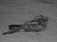 Caprimulgus ruficollis