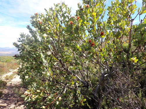 Image of Cascade Sugarbush Hybrid (Protea punctata) by (c) Nicola van Berkel, some rights reserved (CC BY-SA)