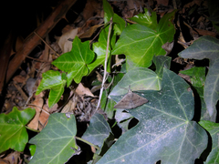 Pechipogo plumigeralis