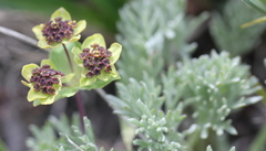 Bupleurum triradiatum