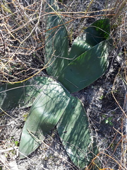 Brunsvigia orientalis