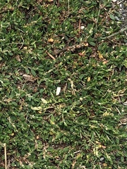 Angiospermae