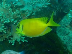 Siganus corallinus
