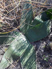 Brunsvigia orientalis