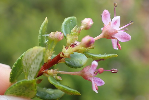 Image of Agathosma ovata by (c) Nicola van Berkel, some rights reserved (CC BY-SA)