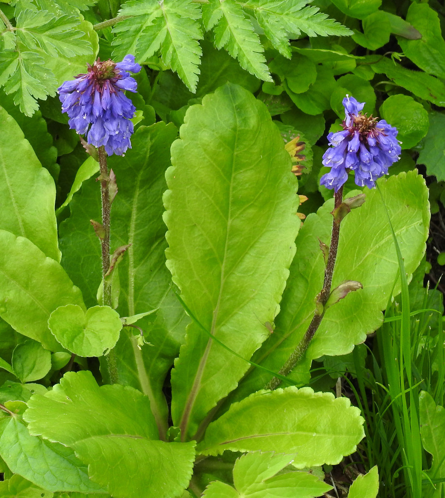 Wulfenia