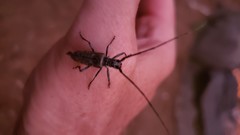 Monochamus maculosus