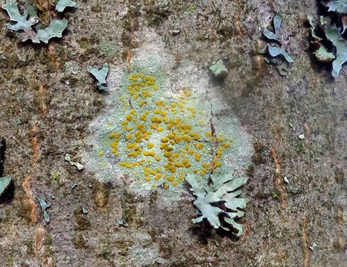 Fused Rim Lichen