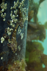 Bovichtus angustifrons