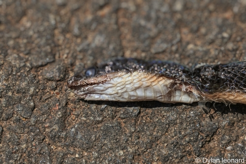 Common Brown Water Snake