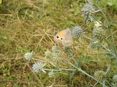 Hyponephele lupinus