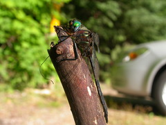 Somatochlora williamsoni