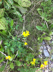 Lotus corniculatus corniculatus