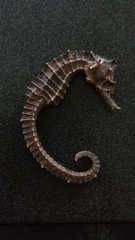 Hippocampus ingens
