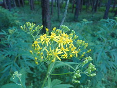 Jacobaea cannabifolia