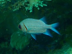 Myripristis hexagona