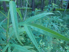 Jacobaea cannabifolia