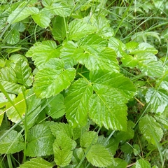 Chaerophyllum aromaticum