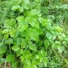 Chaerophyllum aromaticum