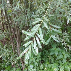 Salix alba