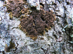 Melanelixia glabratula