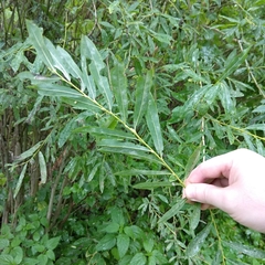 Salix alba