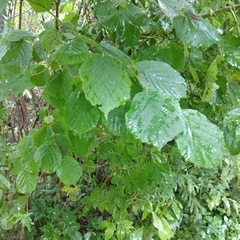 Corylus avellana