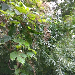 Humulus lupulus
