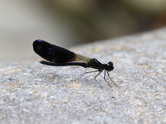 Aristocypha fenestrella