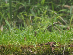 새포아풀 (Poa annua): 기원과 용도 — 사진 3