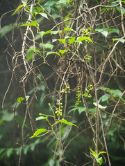 Schisandra arisanensis