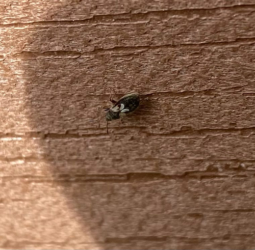 Hairy Chinch Bug photo 4