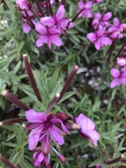 Chamaenerion fleischeri