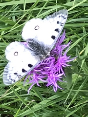 Parnassius phoebus sacerdos