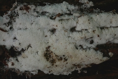 Trechispora mollusca