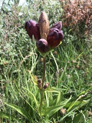 Gentiana purpurea
