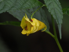 Impatiens tayemonii
