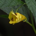 Impatiens tayemonii - Photo no rights reserved, uploaded by 葉子