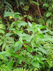 Impatiens tayemonii