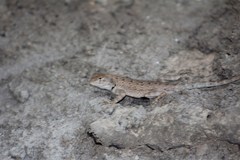 Sceloporus merriami