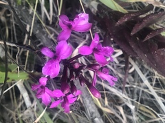 Epidendrum jamiesonis