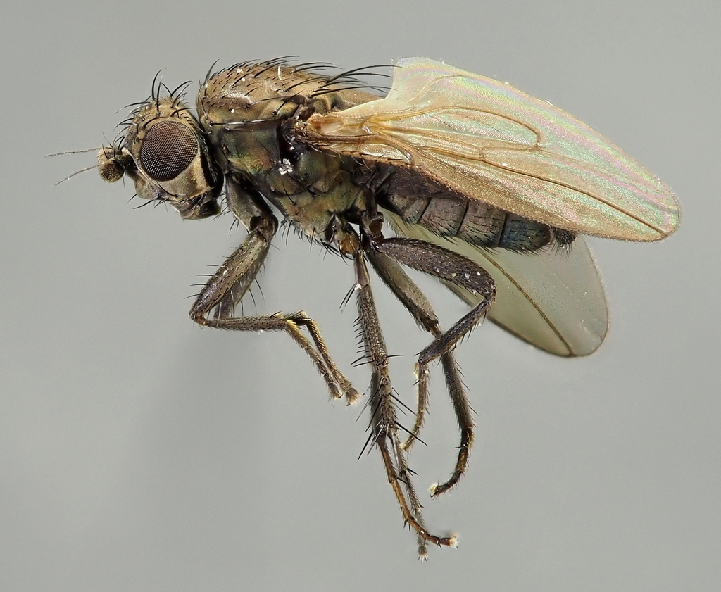 Rachispoda lutosa