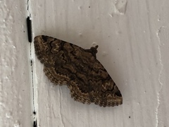 Toxonprucha repentis