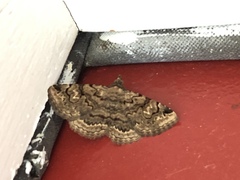 Toxonprucha repentis